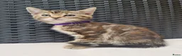 Mixed Breed cats for sale: Beautiful 3/4 Mainecoon cross BSH Kittens For Sale - Advert 17