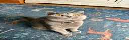 British Shorthair cats for sale: Beautiful Blue British Shorthair kittens - Advert 4