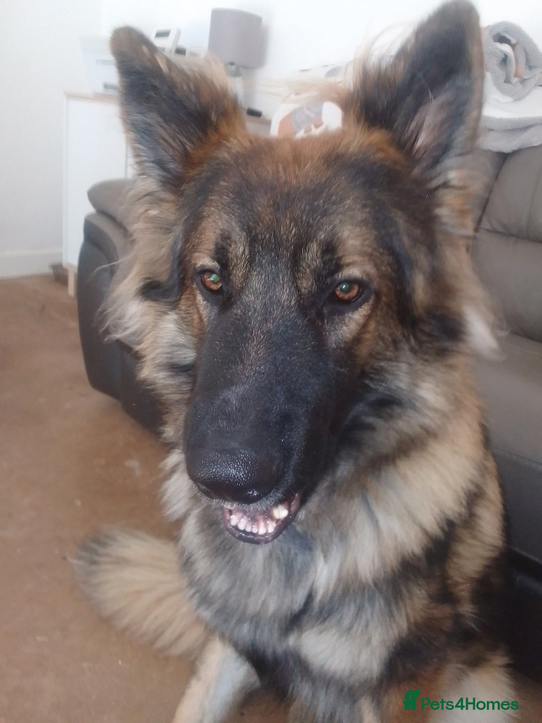 German Shepherd dogs for stud: For Stud only  - Image 3