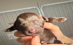 Cockapoo dogs for sale: 🐾 F1B Cockapoo Puppies – DNA Health Tested 🐾 - Image 12