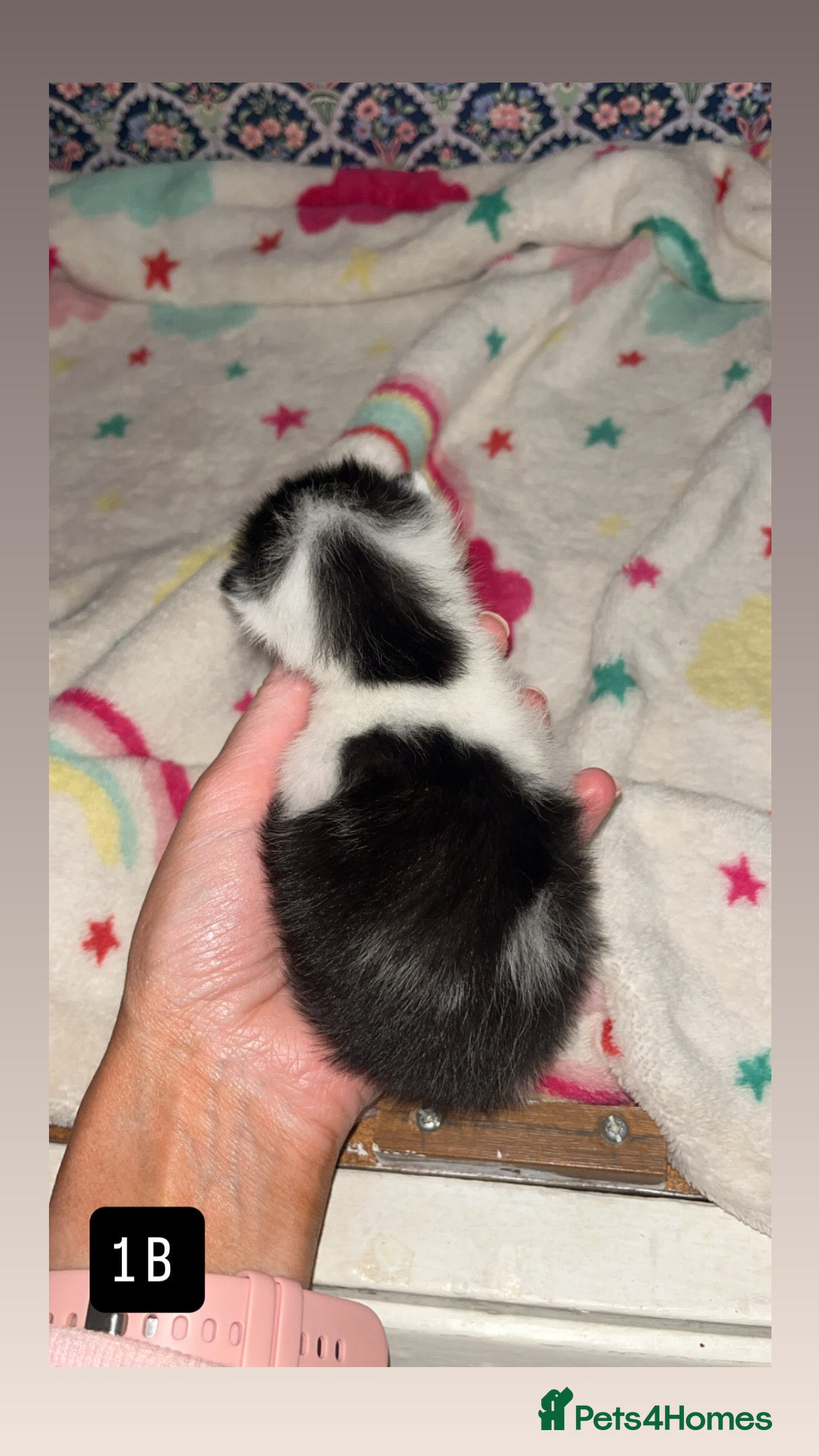 Mixed Breed cats for sale: Kittens for sale  - Advert 6