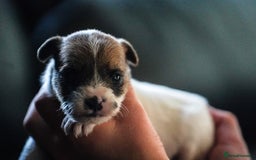 Parson Russell dogs for sale: KC quality health tested parson Russell terriers  - Image 2