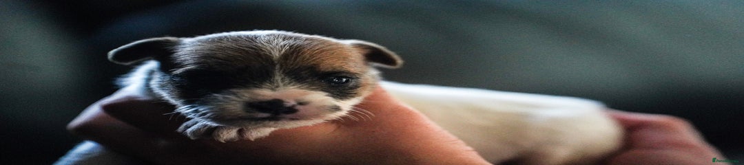 Parson Russell Puppy 1