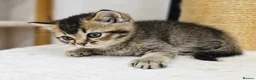 British Shorthair cats for sale: Adorable Kitten Ready For Reservation in Leamington Spa - Advert 3
