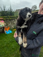 Border Collie dogs - Advert 2