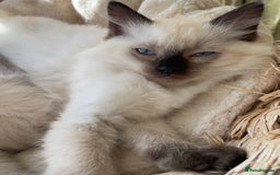 Ragdoll cats for sale: GCCF Ragdoll Kittens - Image 7