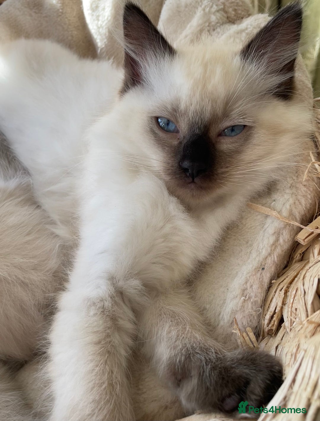 Ragdoll cats for sale: GCCF Ragdoll Kittens - Image 7