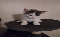 British Shorthair cats for sale: British short haired kittens - Image 1