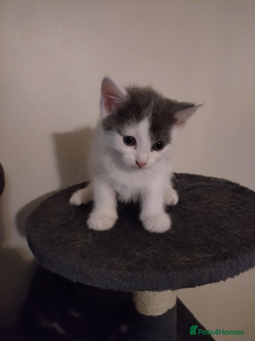 British Shorthair cats for sale: British short haired kittens - Image 1