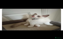 Ragdoll cats for sale: Gorgeous kitten Ragdoll  - Image 1