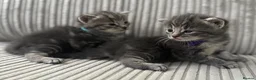 Domestic Shorthair cats for sale: Beautiful Grey blue kittens & grey tabbies x 7 - Advert 8