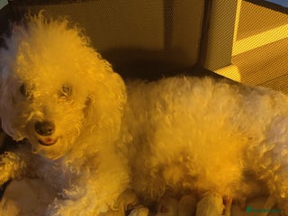 Poochon dogs - Advert 2