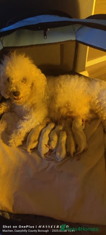 Poochon dogs - Advert 1
