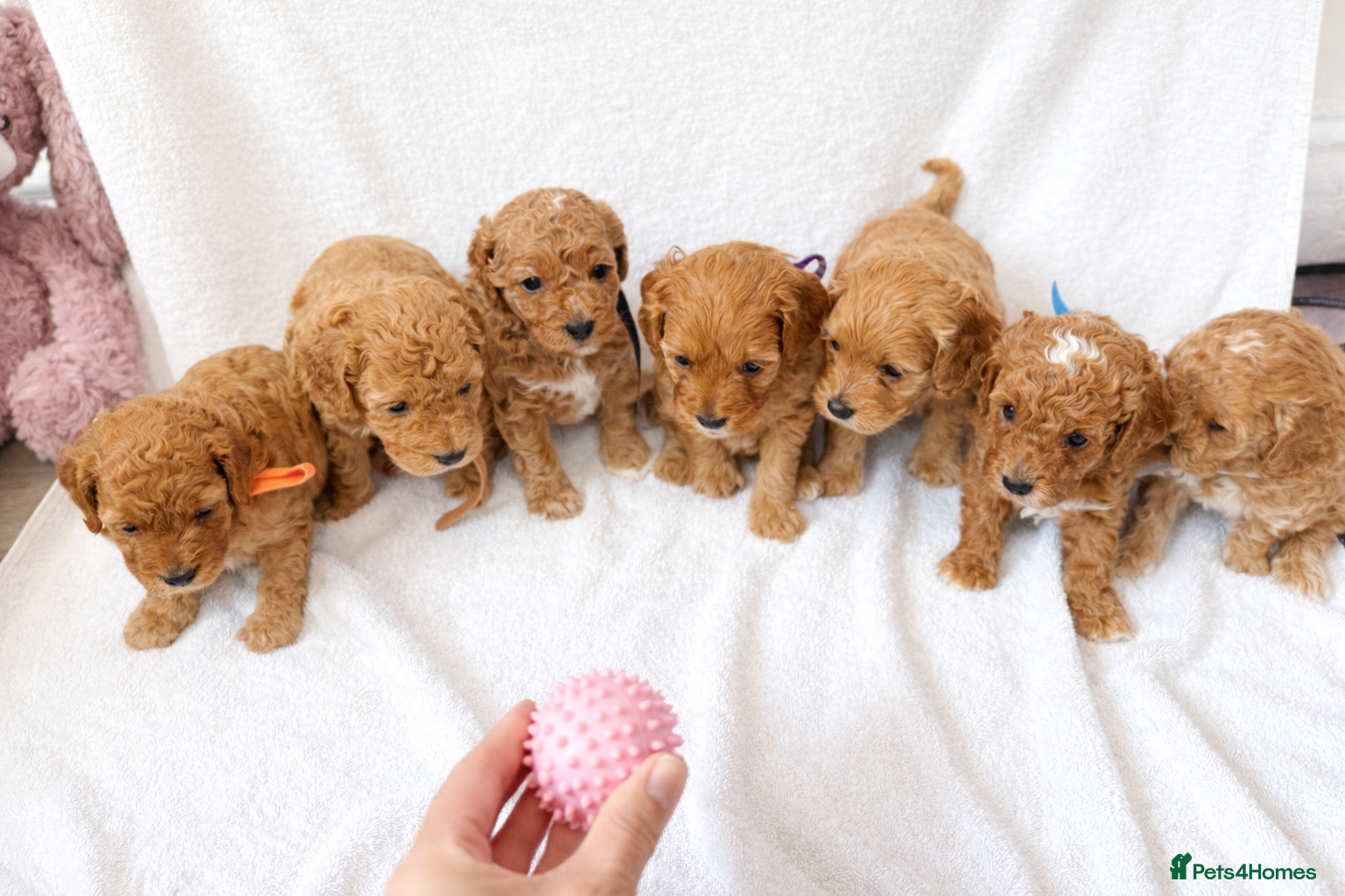 Cockapoo dogs Beautiful litter of F1B cockapoos - Advert 4