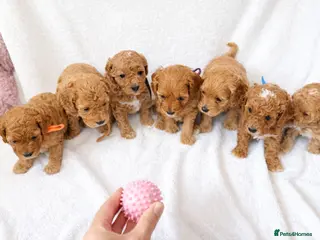 Cockapoo dogs Beautiful litter of F1B cockapoos - Advert 4