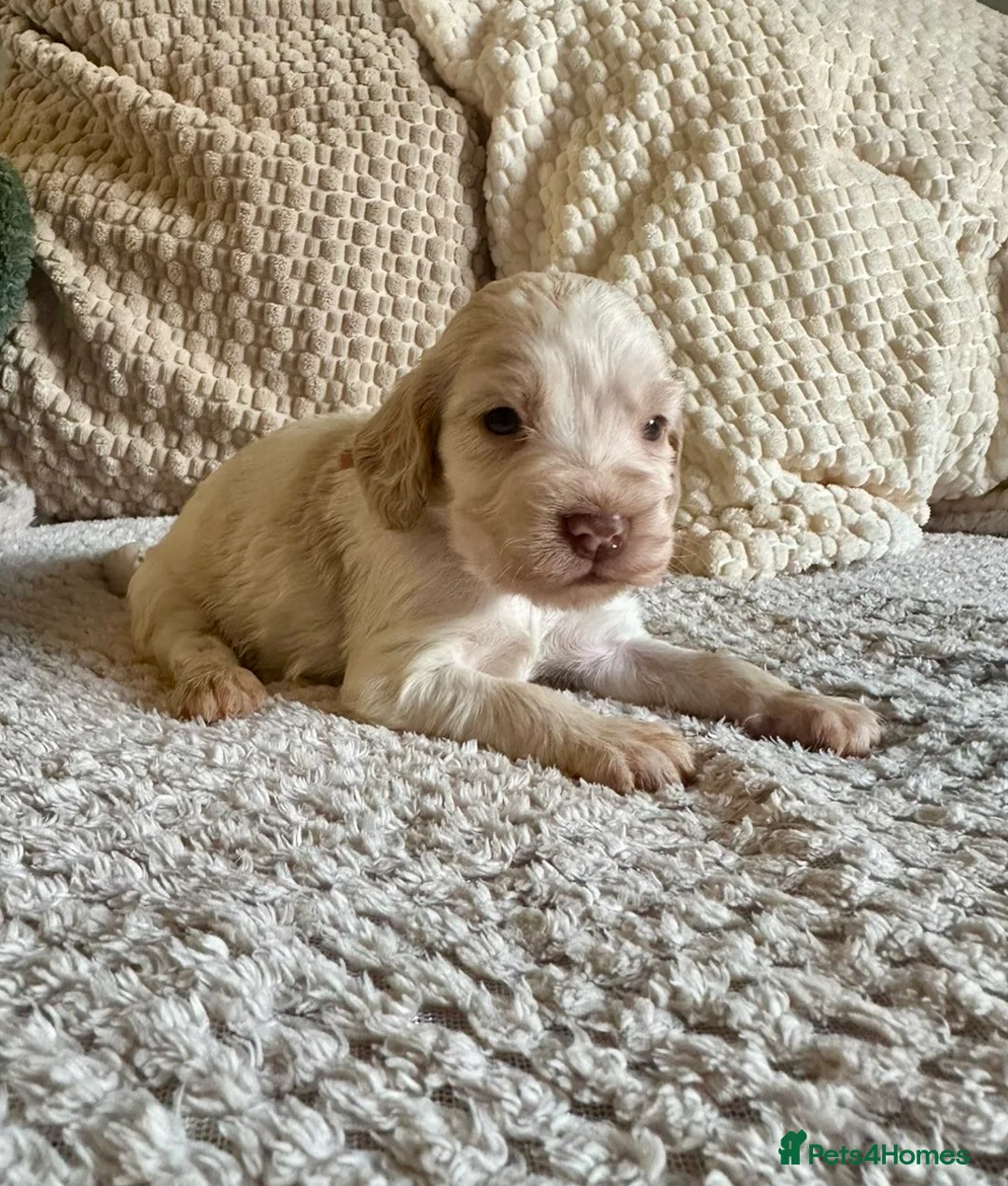 Cocker Spaniel dogs for sale: Stunning Show Cocker Spaniel Pups  - Advert 2