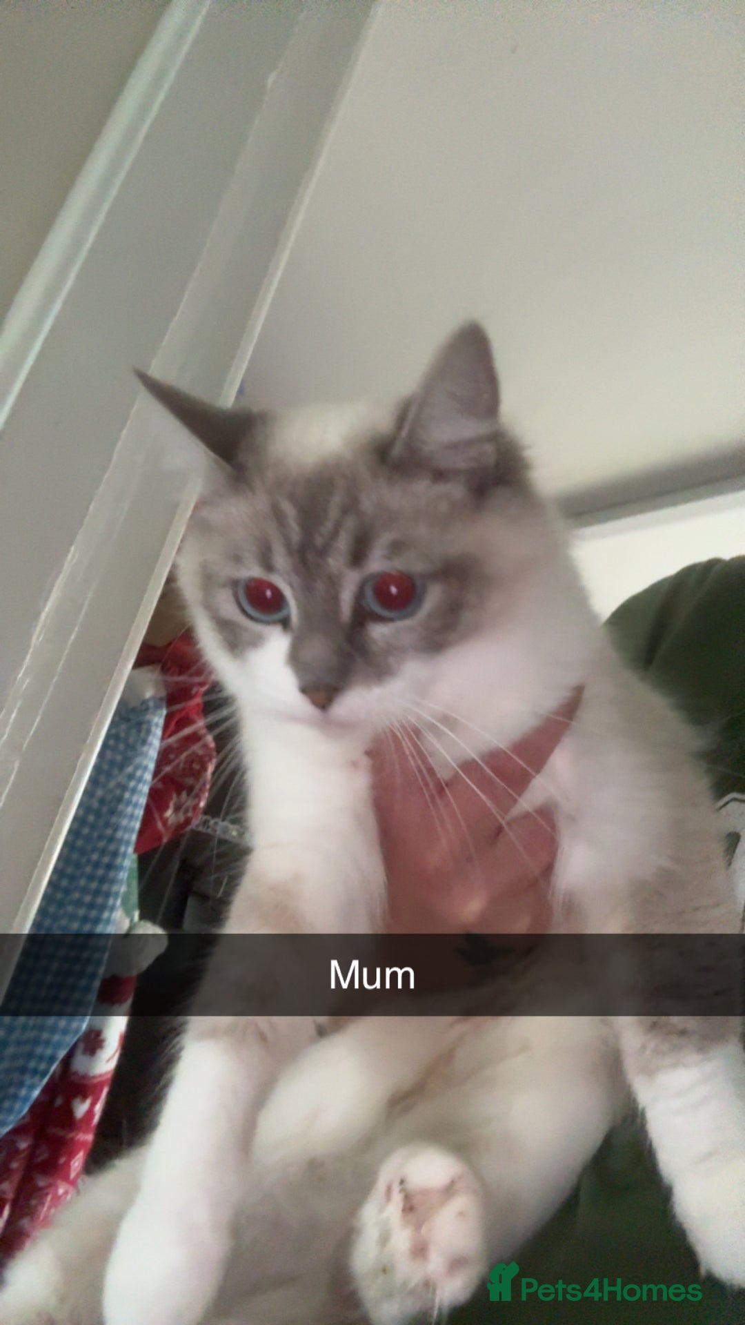 Ragdoll cats for sale: Ragdoll kittens - Image 5