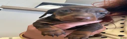 Miniature Dachshund dogs for sale: Miniature dachshund  - Advert 17