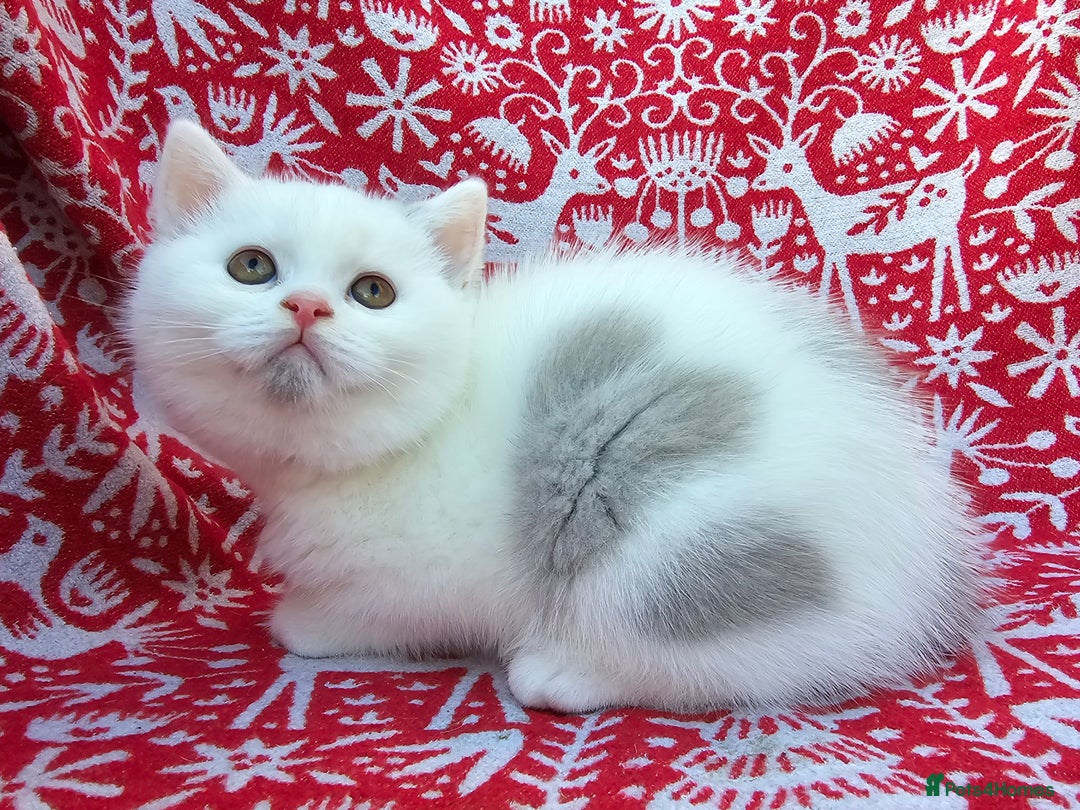 British Shorthair cats for sale: Stunning British Shorthair Kittens  - Advert 21