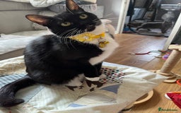 Mixed Breed cats for sale: Mother cat & her kittens wanting homes  - Image 5
