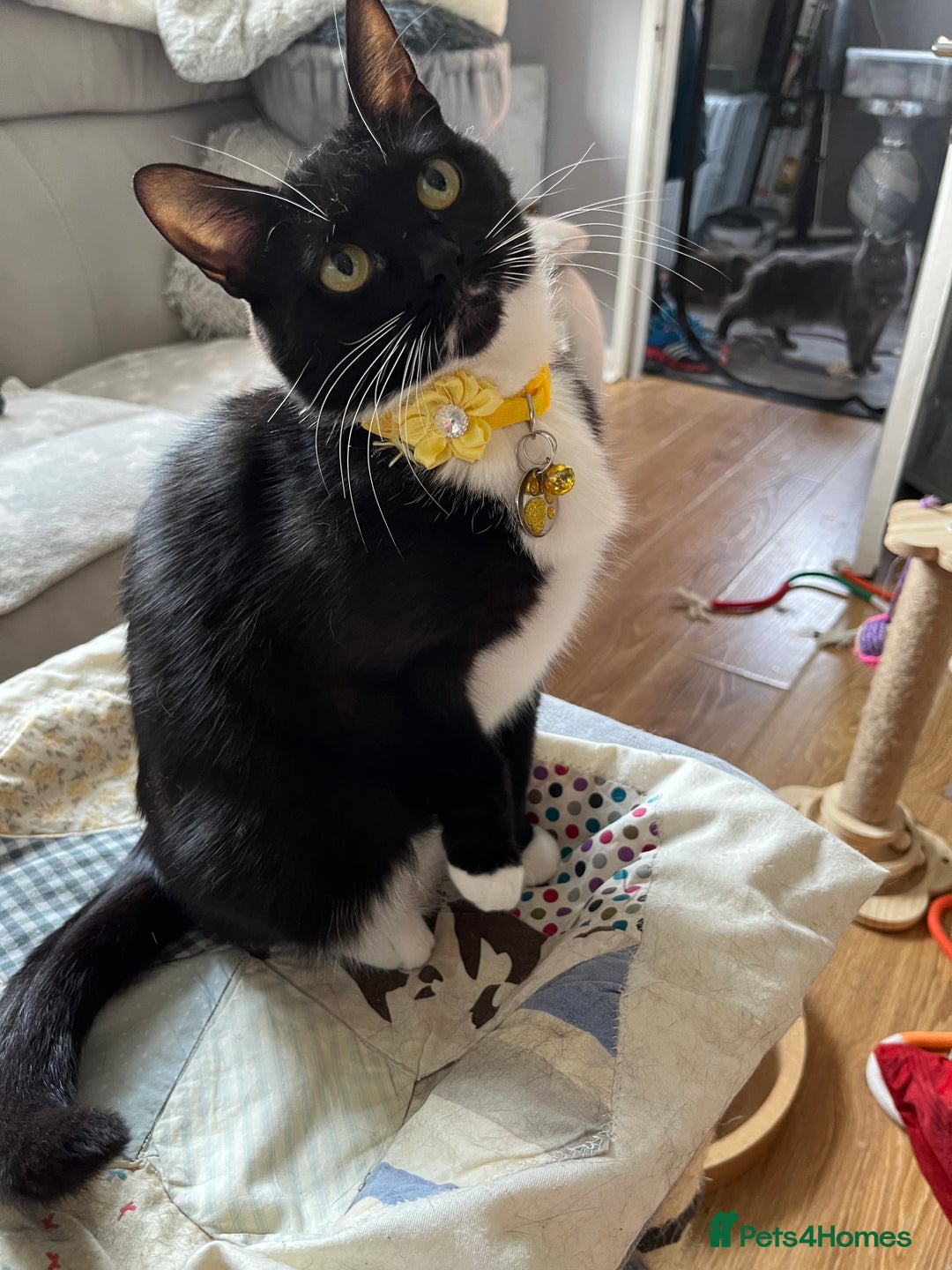 Mixed Breed cats for sale: Mother cat & her kittens wanting homes  - Image 5