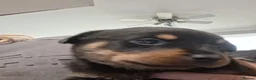 Rottweiler dogs for sale: Chunky big pups - Advert 3