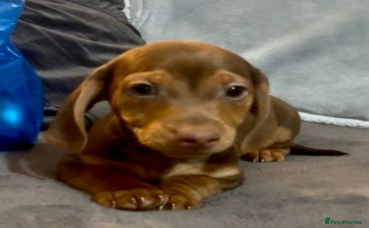 Mixed Breed dogs - Advert 1