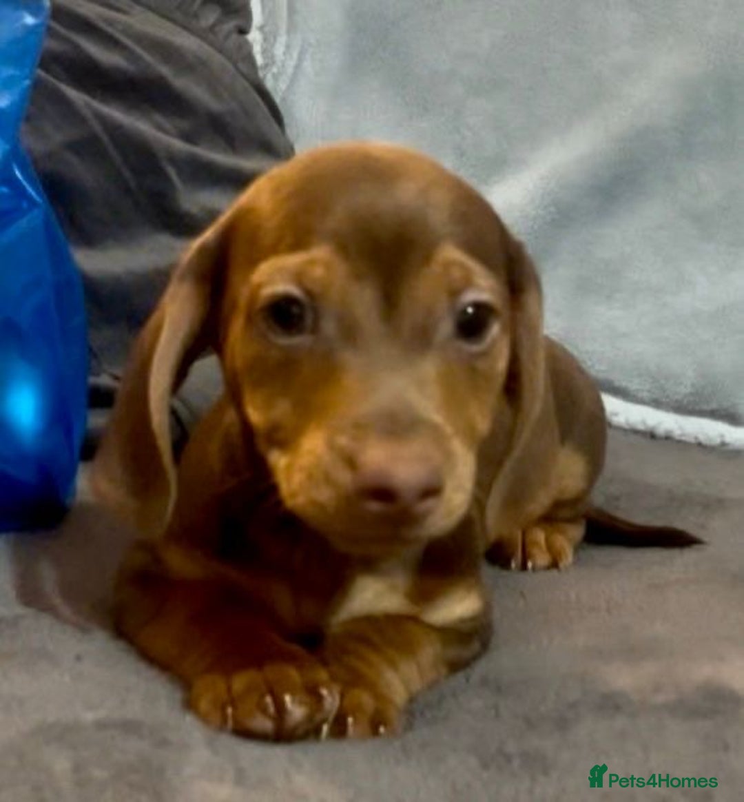 Mixed Breed dogs for sale: Daxijack Puppies Available ❤️💙 - Image 1