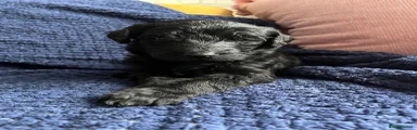 Labradoodle 2