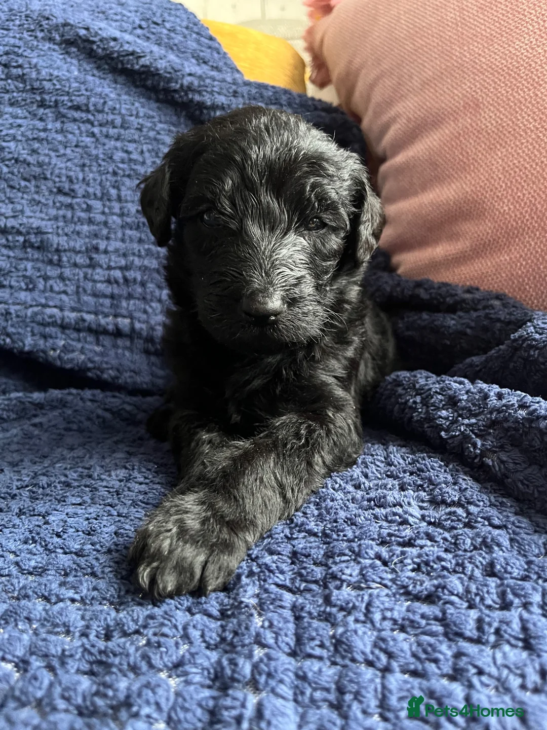 Labradoodle dogs for sale: 🐾 Beautiful Labradoodle Puppies 🐾 in Chelmsford - Advert 2