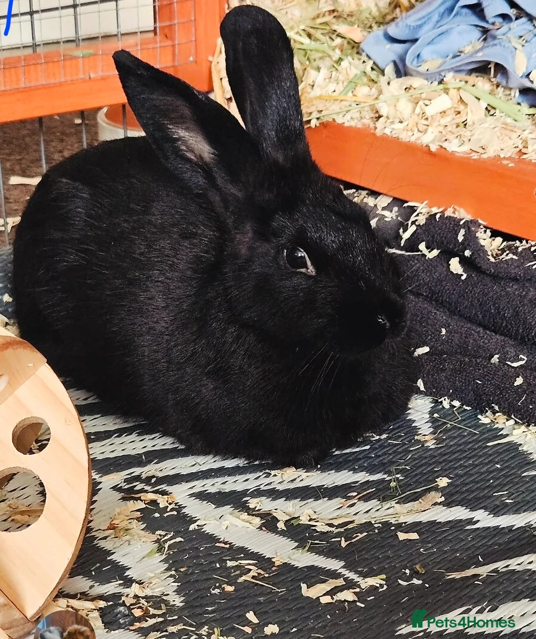 Mixed Breed rabbits for sale: 2 Bonded Rabbits to be re homed.  - Advert 3