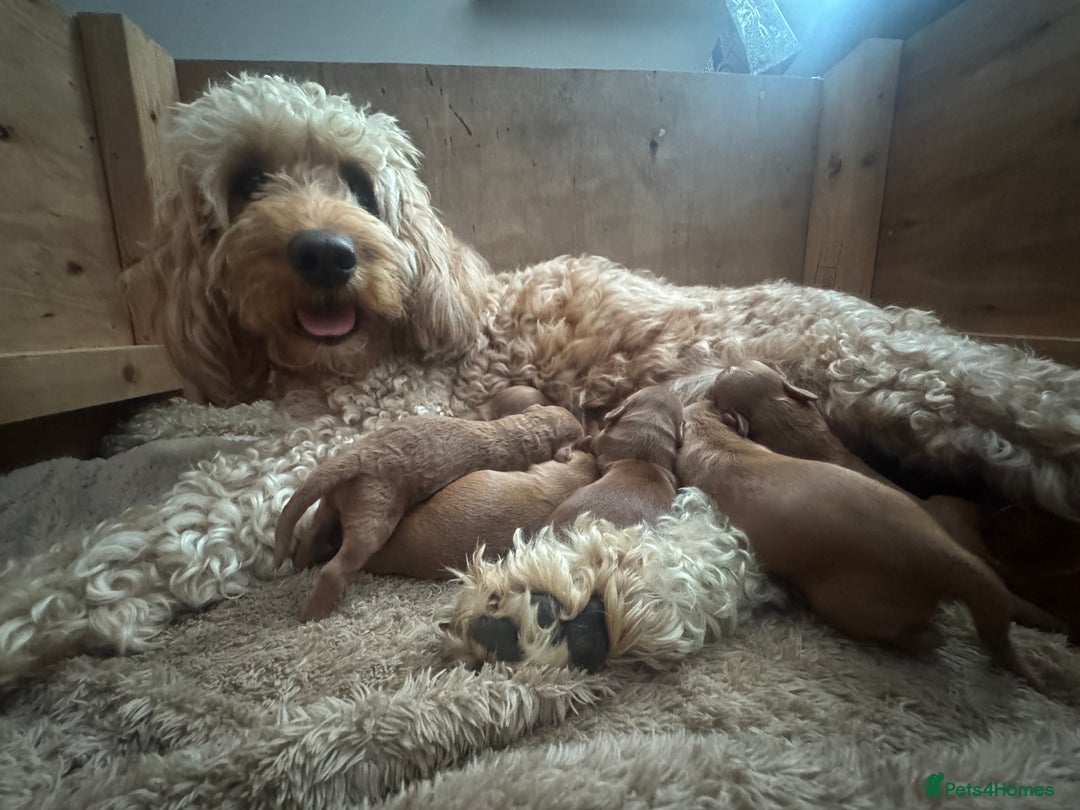 Cockapoo dogs for sale: F1 Cockapoo puppies  - Image 8