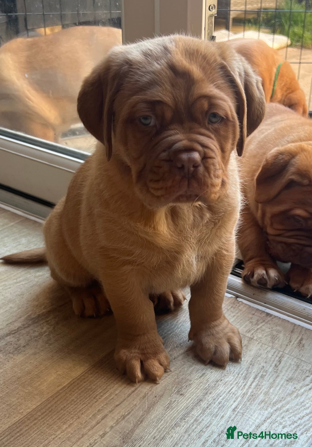 Dogue De Bordeaux dogs for sale: Beautiful KC Dogue De Bordeaux Puppies - Advert 16