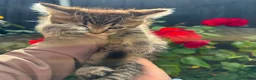 Mixed Breed cats for sale: 3 Beautiful Female Scottish Fold × Tabby Kittens  - Advert 6