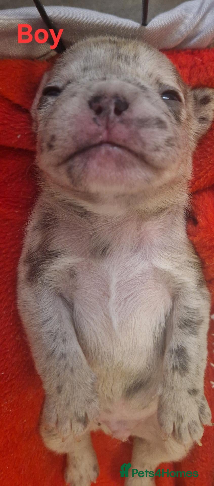 French Bulldog dogs PEDIGREE FRENCH BULLDOG PUPPIES. - Advert 4
