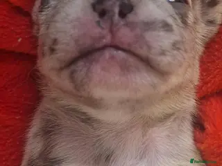 French Bulldog dogs PEDIGREE FRENCH BULLDOG PUPPIES. - Advert 4