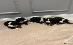 Bernese Mountain Dog dogs for sale: Beautiful Bernese Mountain Dog Puppies for Sale 🐾 - Image 1