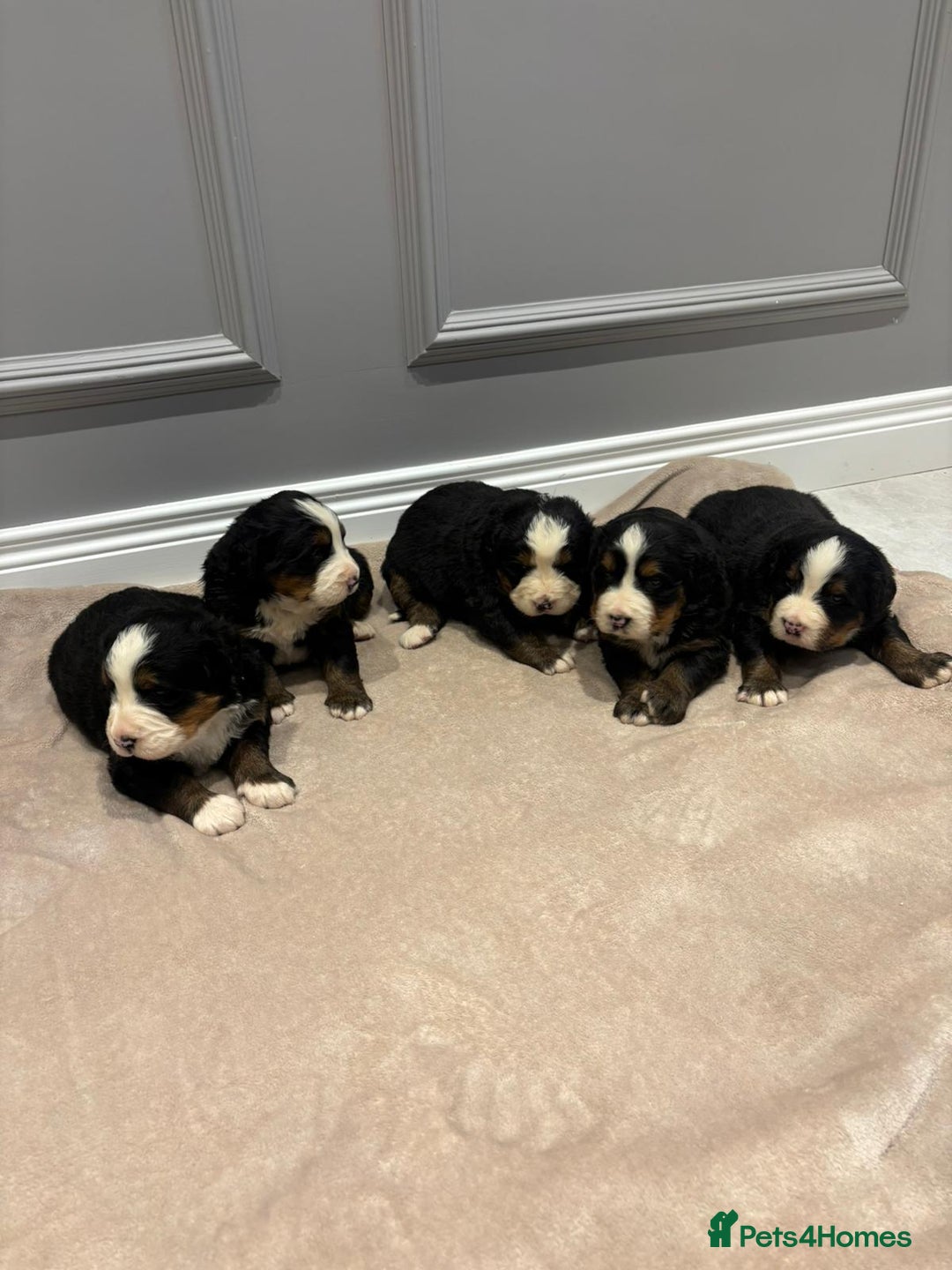Bernese Mountain Dog dogs for sale: Beautiful Bernese Mountain Dog Puppies for Sale 🐾 - Image 1
