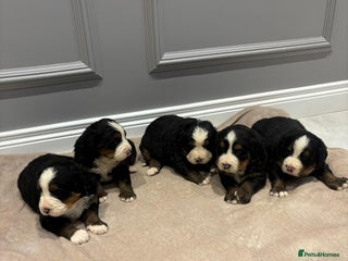 Bernese Mountain Dog dogs for sale - Advert 1
