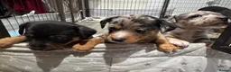 Jack Russell dogs for sale: Beautiful litter of Jack Russell Puppies - Advert 18