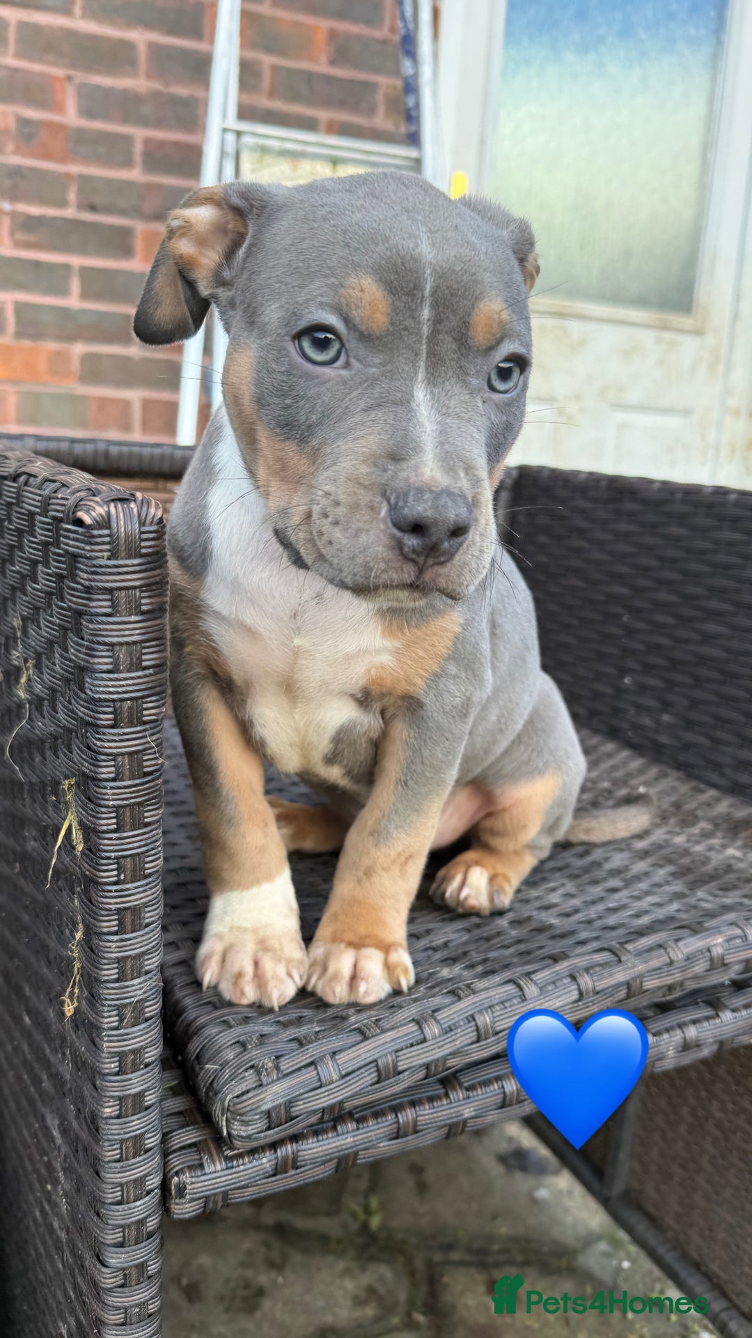 American Bully dogs for sale: 3 furbabies left ! ABKC Classic American Bullys - Advert 23