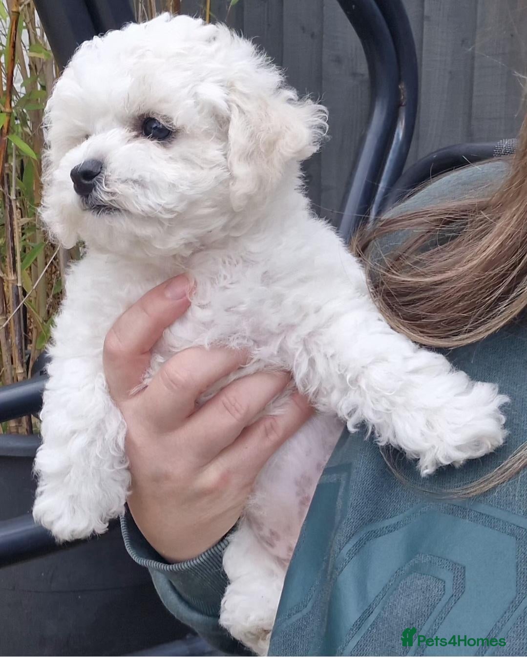 Bichon Frise dogs KC REG BICHON FRISE HEALTH TESTED CHAMPION LINES - Advert 15