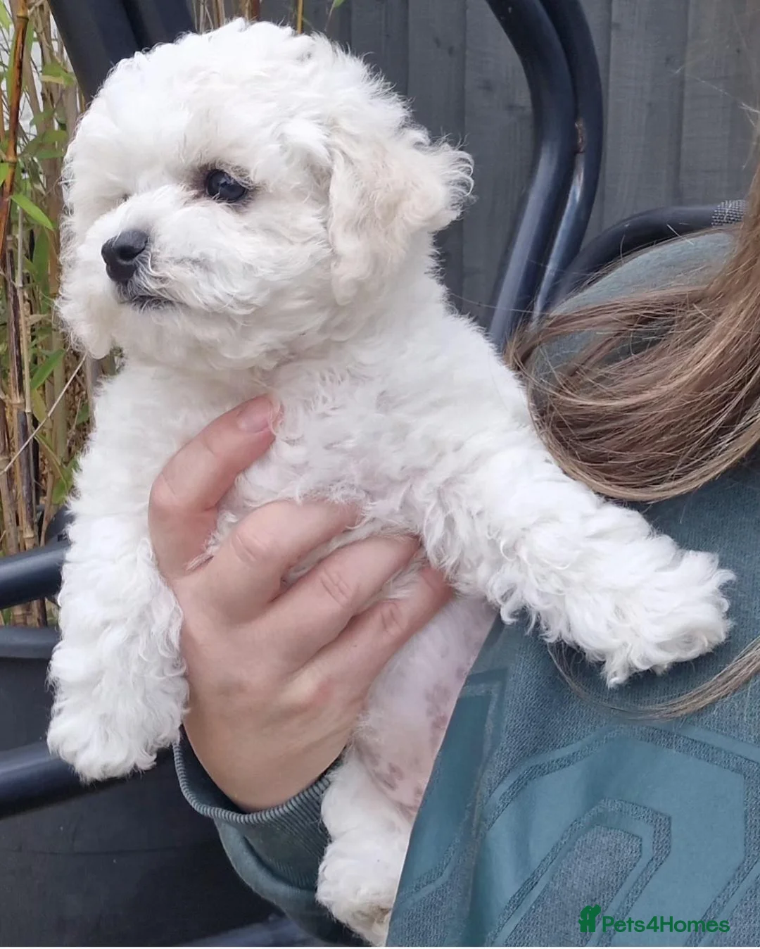 Bichon Frise dogs for sale: KC REG BICHON FRISE HEALTH TESTED CHAMPION LINES - Advert 1