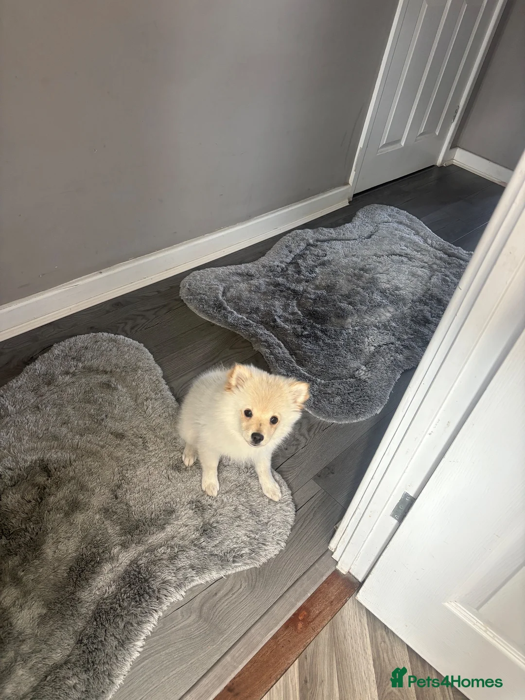Pomeranian dogs for sale: For sale  - Advert 1