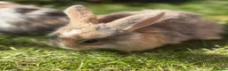 Mixed Breed rabbits for sale: Gorgeous bunnies - Advert 8