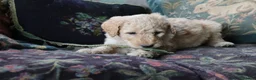 Labradoodle dogs for sale: Beautiful Third-Generation Labradoodle Puppie - Advert 13