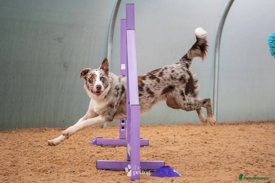 Border Collie dogs for stud: ISDS/KC duel reg Health tested for stud  - Advert 8
