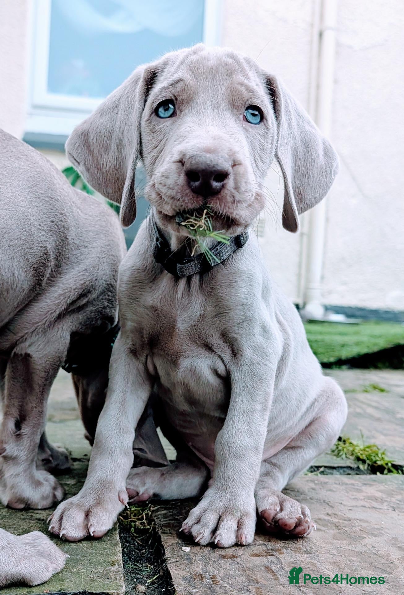 Weimaraner dogs Last 2 boys available  - Advert 5
