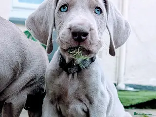 Weimaraner dogs Last 2 boys available - Advert 5