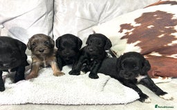 Cockapoo dogs for sale: Beautiful cockapoos  - Image 5